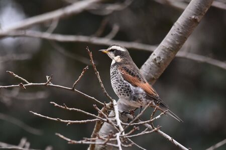 Thrushの写真素材