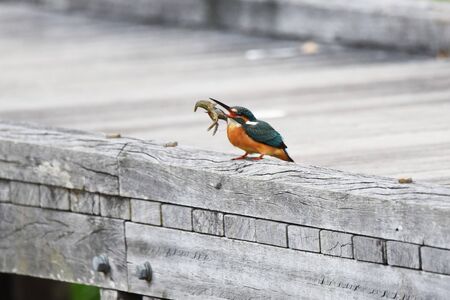 Kingfisherの写真素材