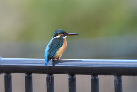 Kingfisherの写真素材