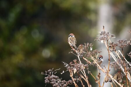 Sparrowsの写真素材