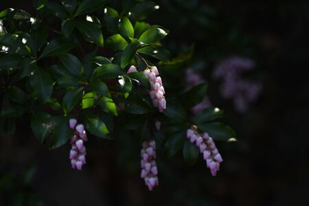 Japanese Andromedaの写真素材