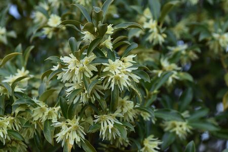 Japanese star anise