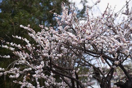 Ume blossoms