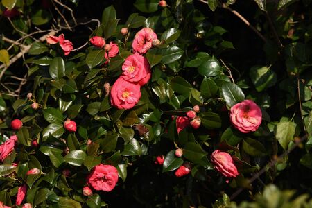 The camellia japonicaの写真素材