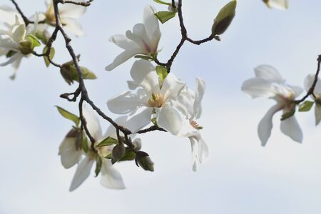 Magnolia kobus blossomsの写真素材