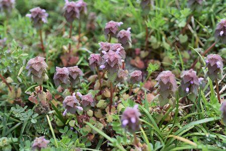 Lamium purpureum (Purple deadnettle)