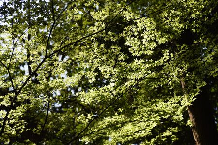 The young leaves of Japanese mapleの写真素材