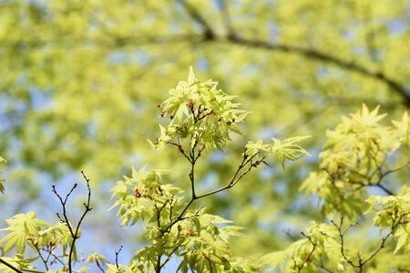 The young leaves of Japanese maple