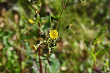 Common sow thistle (Sonchus oleraceus)