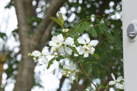 Common pearlbushの写真素材