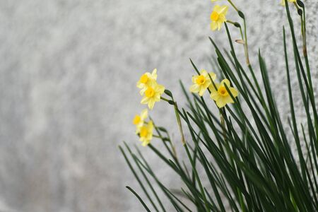 Narcissusの写真素材