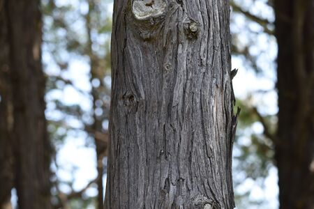 Sawara cypress (Chamaecyparis pisifera)