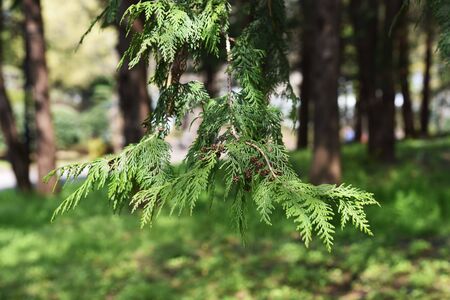 Sawara cypress (Chamaecyparis pisifera)