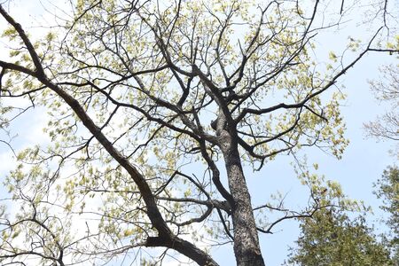 Sawtooth oak