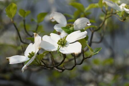 Flowering dogwoodの写真素材