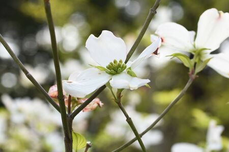 Flowering dogwoodの写真素材