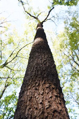 Sawtooth oak trunk and barkの写真素材