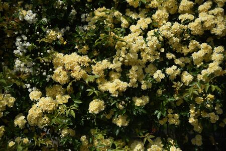 Banksia rose arch
