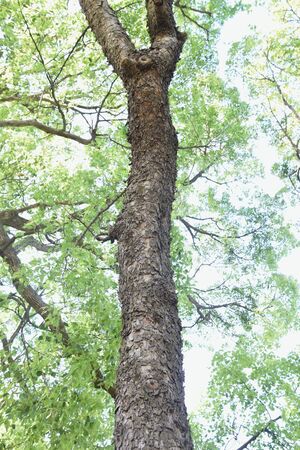 Ulmus parvifolia