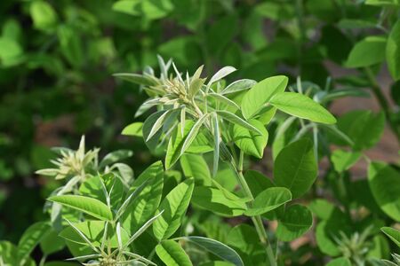Bush clovers sproutの写真素材