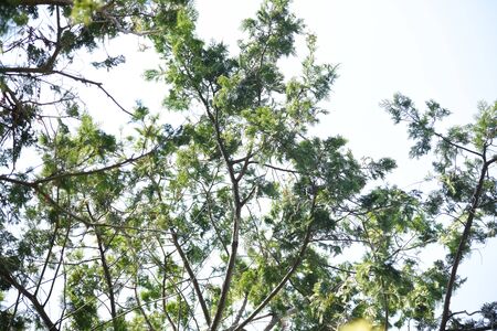 Hinoki cypressの写真素材