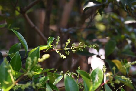 Nageia nagi tree