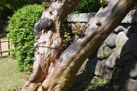 Crape myrtle trunk and barkの写真素材