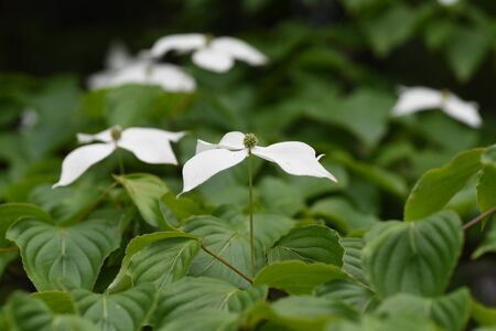 Kousa dogwood flowersの写真素材