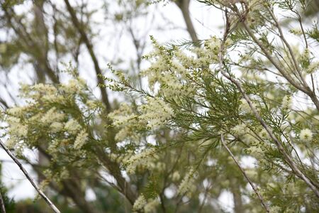 Tea tree flowersの写真素材