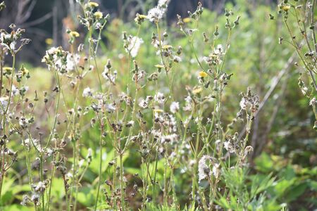 The fluff and seeds of Sow thistle