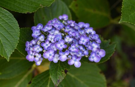 Hydrangea flowers