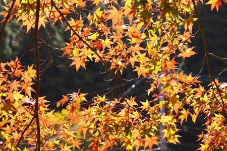 Autumn Foliage Season / Late Autumn in Japan