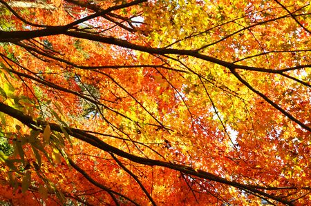 Autumn Foliage Season / Late Autumn in Japan