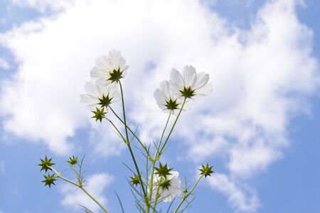 Cosmos flowers in a field in autumn.の写真素材