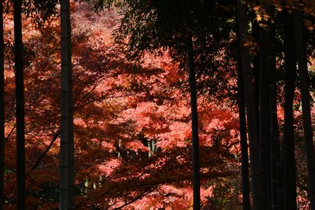 Fall foliage in a nature park