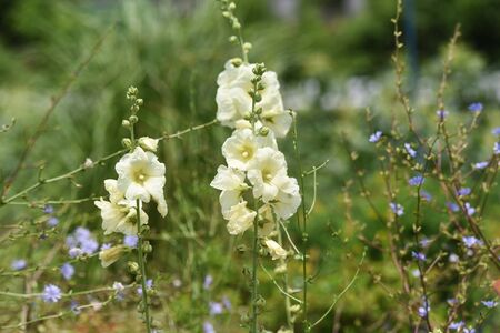 Hollyhock flowers