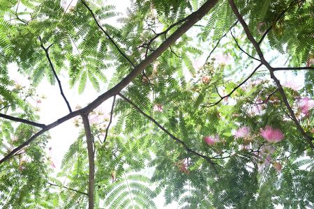 The Silk tree flowersの写真素材