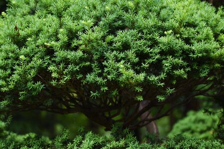 Dwarf japanese yew