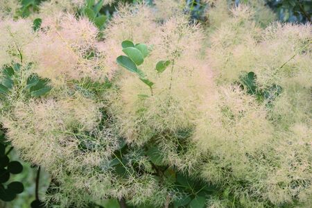 Smoke treeの写真素材