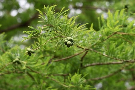 Bald cypress (Taxoodium disticum)の写真素材