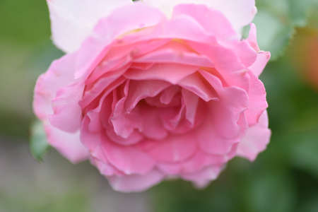 Roseの写真素材