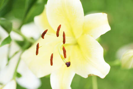 Close-up image of stamen and pistil of a lily.の写真素材