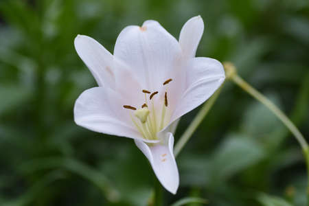 Close-up image of stamen and pistil of a lily.
