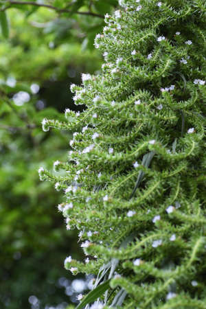 Echium hybrid is a honey source plant in a Boraginaceae Plant.
