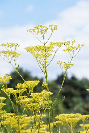 Golden lace (Patrinia scabiosifolia) is a Valerianaceae perennial plant that produces many yellow...
