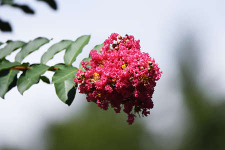 Crape myrtle flowers close-up image / Lythrasea decious treeの写真素材