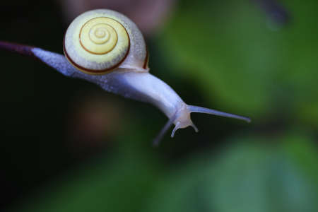 A snail close up image