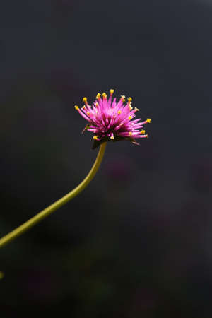 Globe amaranth flowers / Amaranthaeae annal plant
