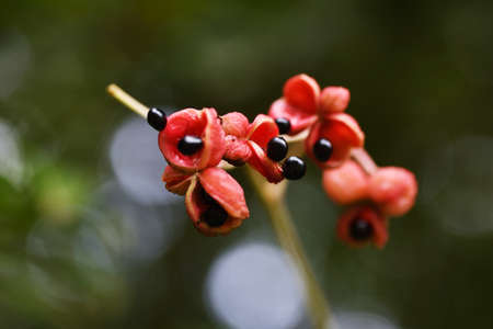 Euscapes japonica seeds / Staphyleace decidous tree.の写真素材