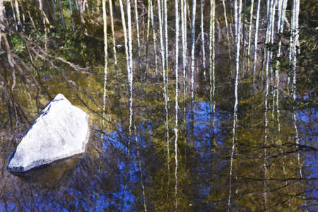 Natural Background Material / Bamboo Forestの写真素材